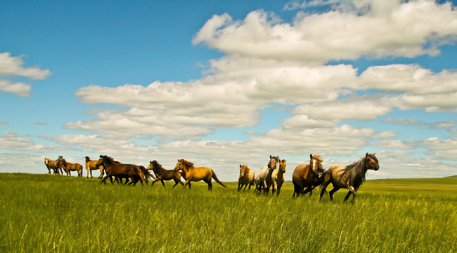 Green Grass — Mongolia · Photography by Yehonatan Drami